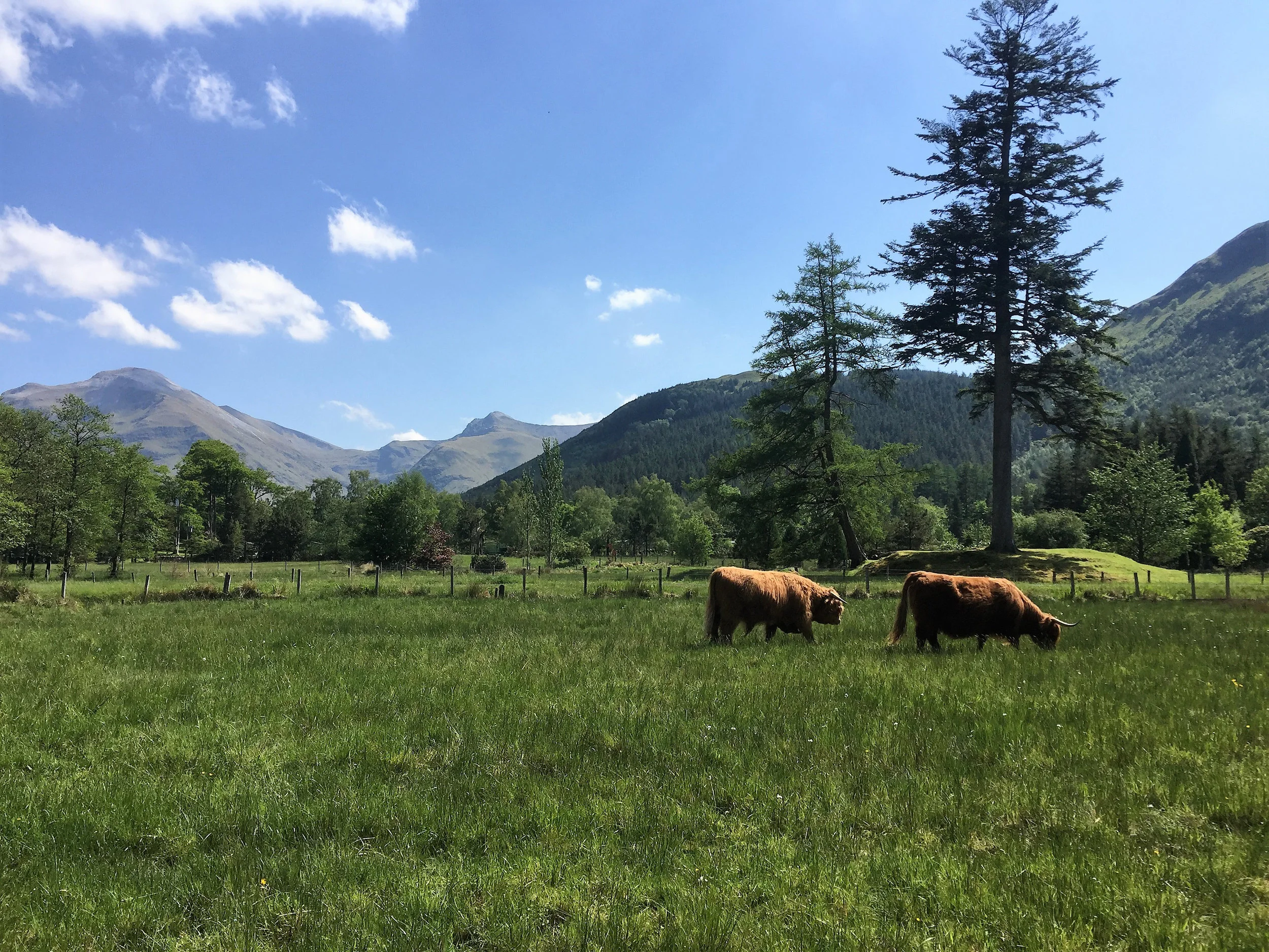 Glen Nevis Holidays — photo 4
